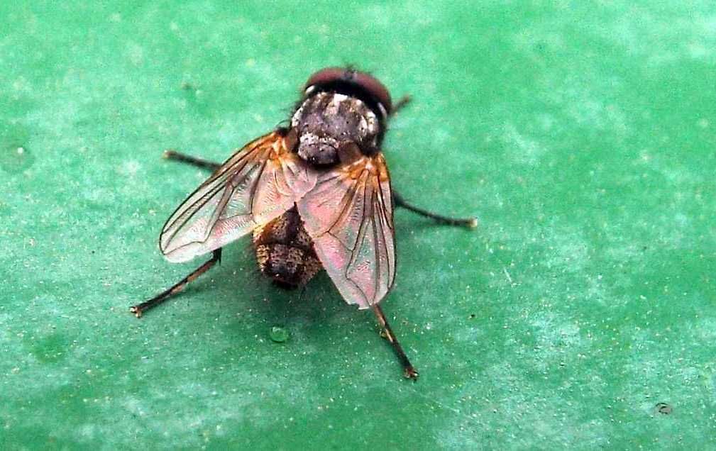 Dalle Canaria:  Musca domestica? o autumnalis?