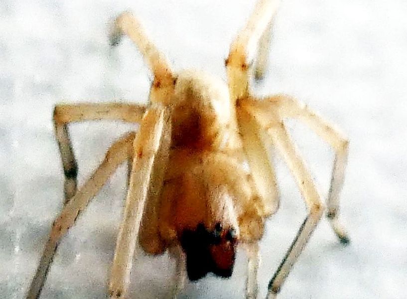 Cheiracanthium mildei ?   Cheiracanthium sp. - Milano