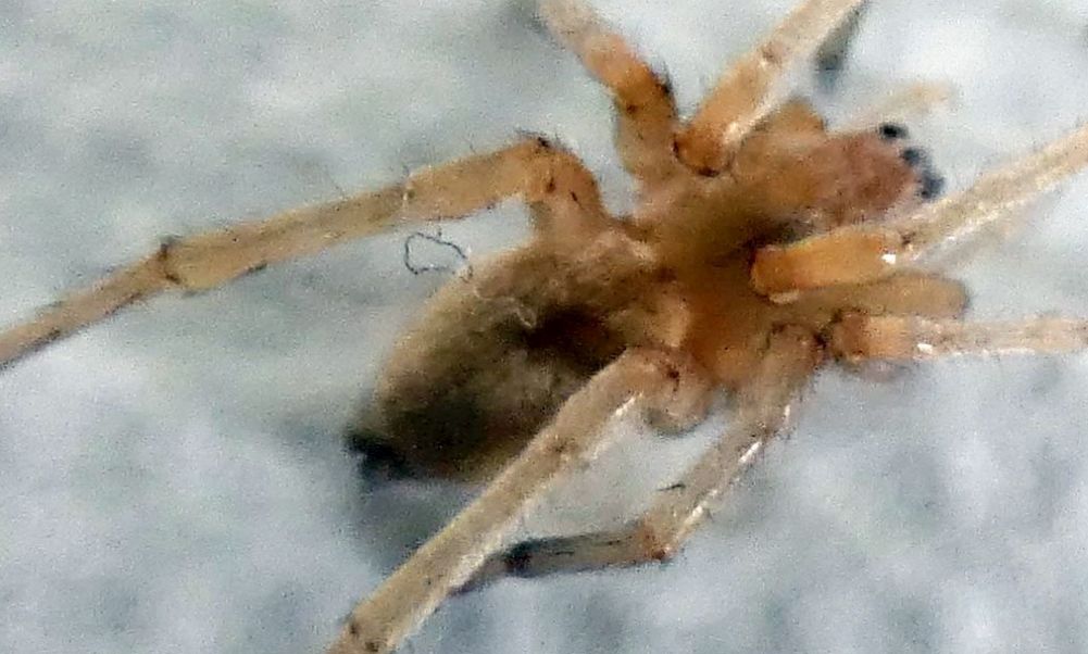 Cheiracanthium mildei ?   Cheiracanthium sp. - Milano