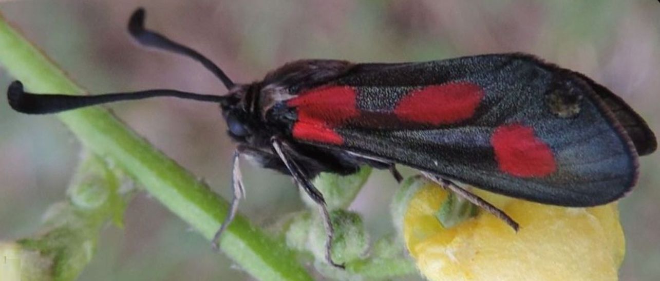 Zygaena sarpedon?  S !