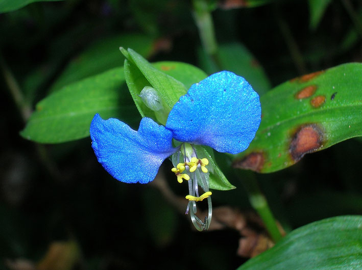 Commelina communis / Erba miseria asiatica