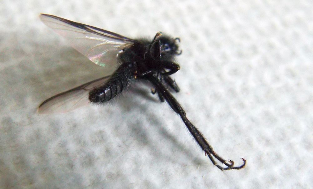 Bibionidae: Bibio sp.