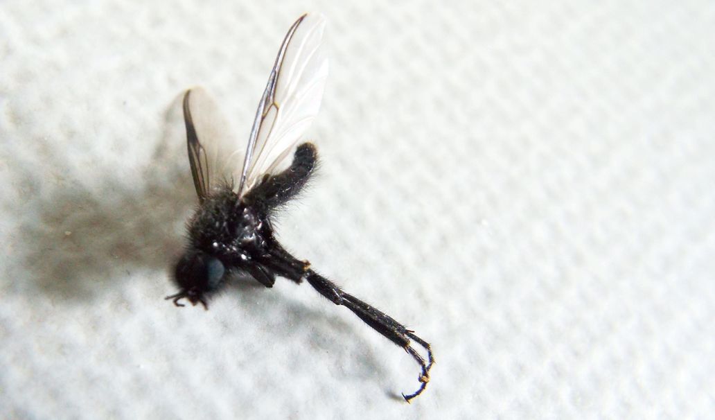 Bibionidae: Bibio sp.