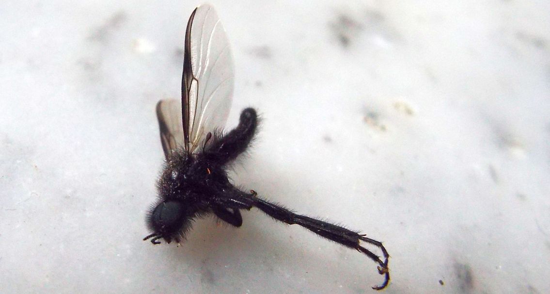 Bibionidae: Bibio sp.