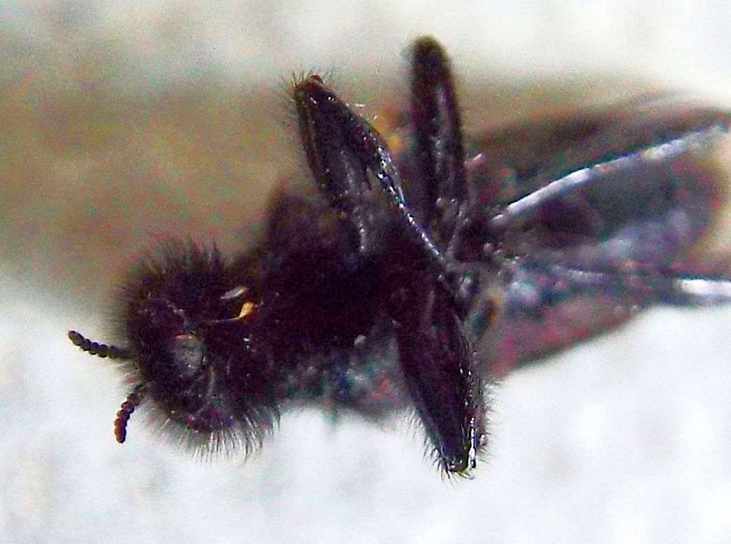 Bibionidae: Bibio sp.