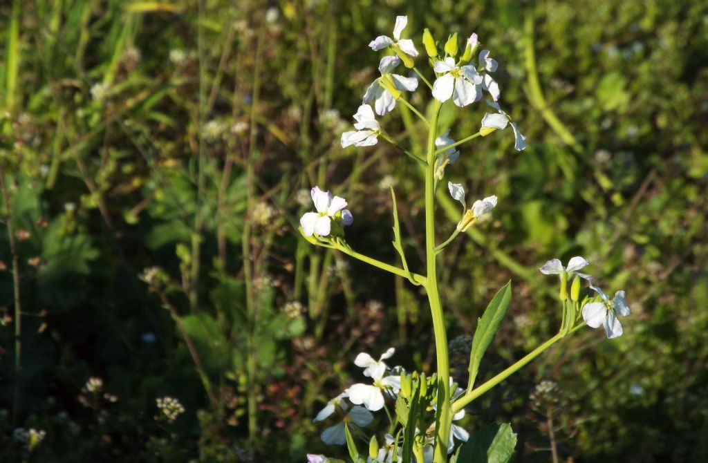 Brassicaceae: Diplotaxis erucoides
