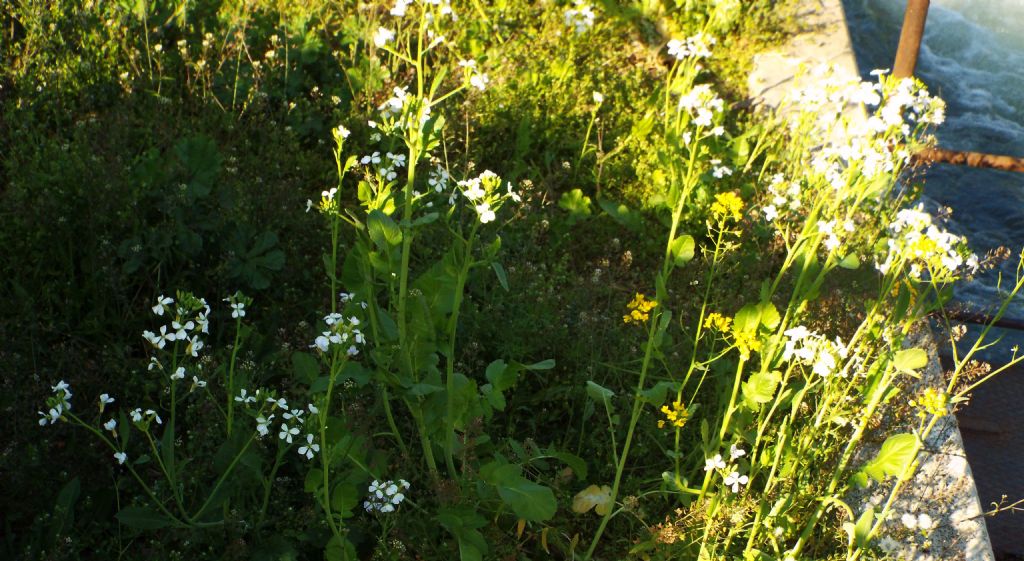 Brassicaceae: Diplotaxis erucoides