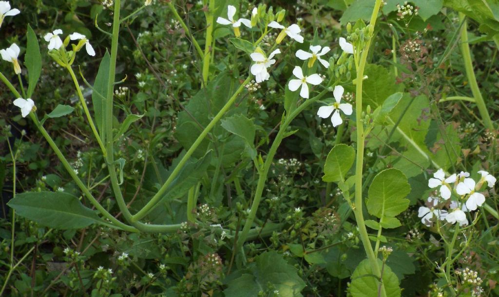 Brassicaceae: Diplotaxis erucoides