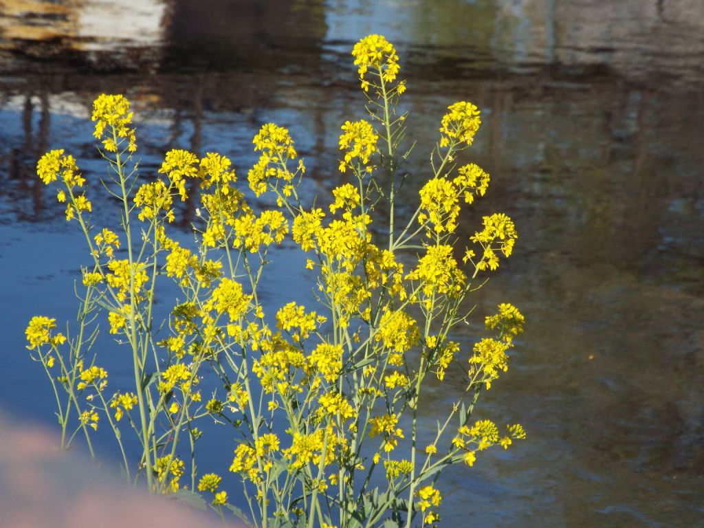 Brassica sp..... Brassica rapa...