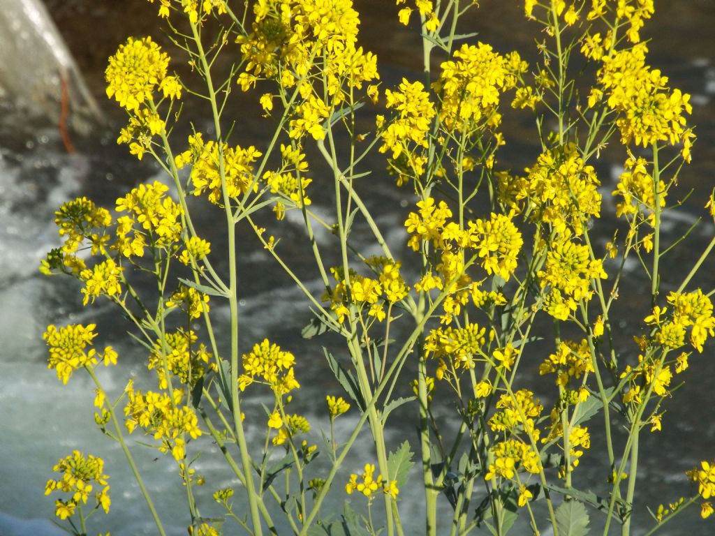 Brassica sp..... Brassica rapa...