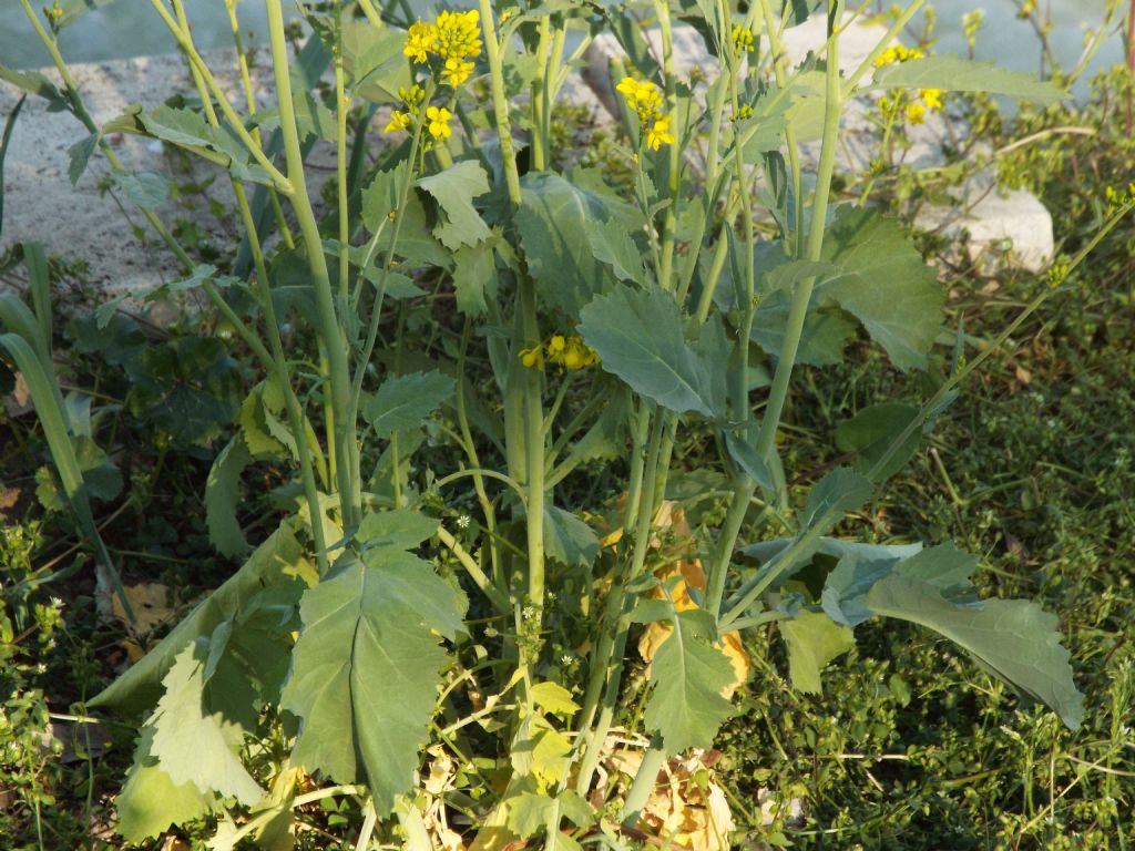 Brassica sp..... Brassica rapa...