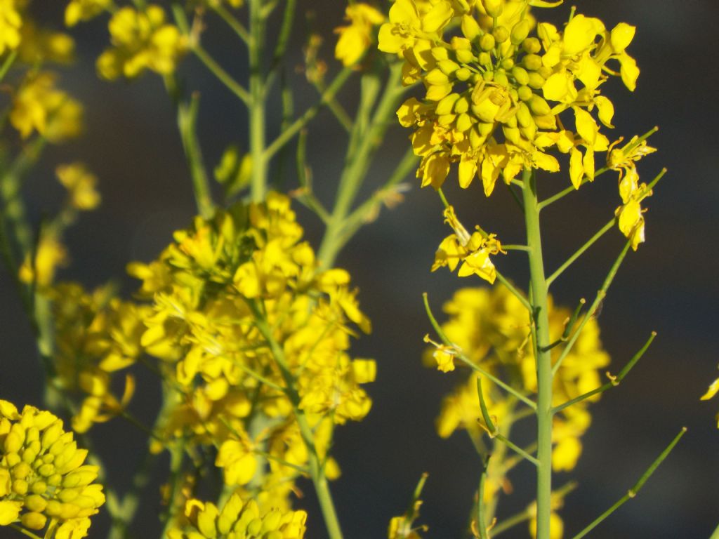 Brassica sp..... Brassica rapa...