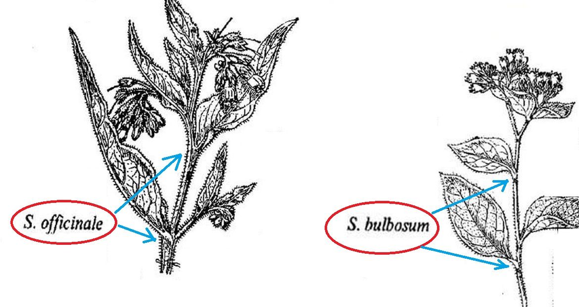 Symphytum tuberosum?  No! Symphytum officinale L.