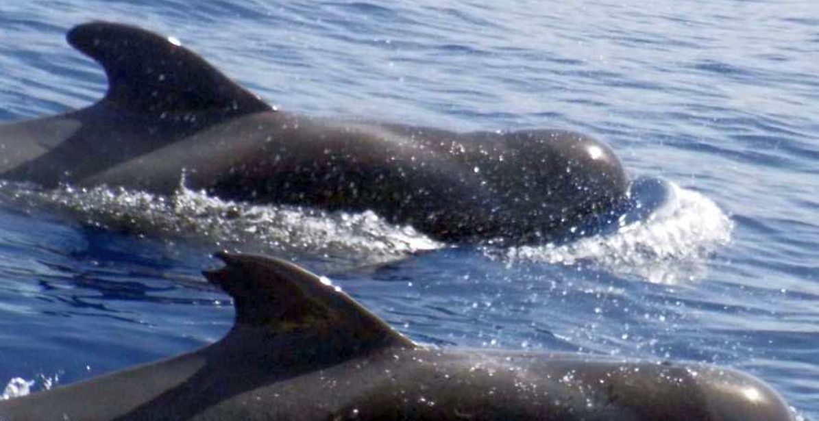 A La Gomera (Canarie): in gommone tra i Globicefali (Globicephala macrorhynchus)