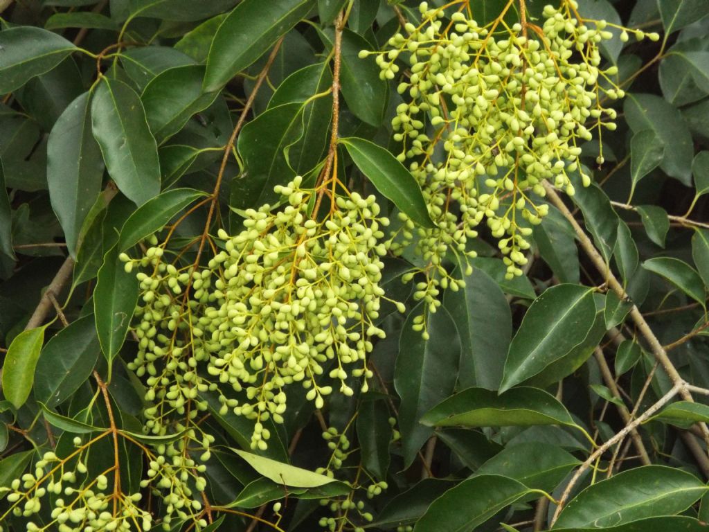 Ligustrum cfr. lucidum (Oleaceae)