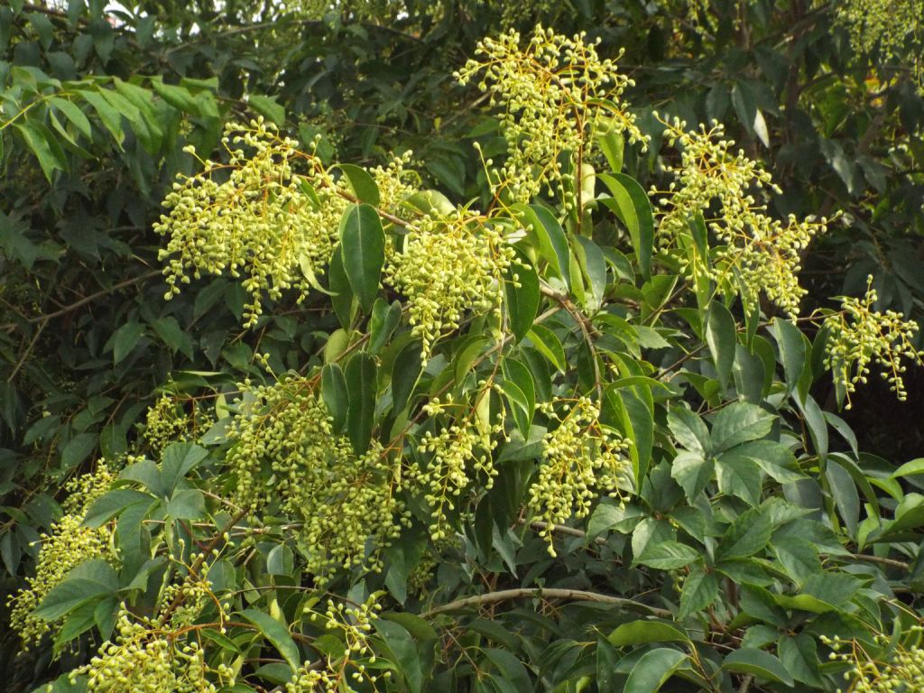 Ligustrum cfr. lucidum (Oleaceae)