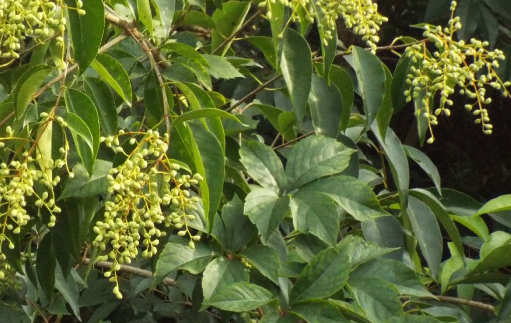 Ligustrum cfr. lucidum (Oleaceae)