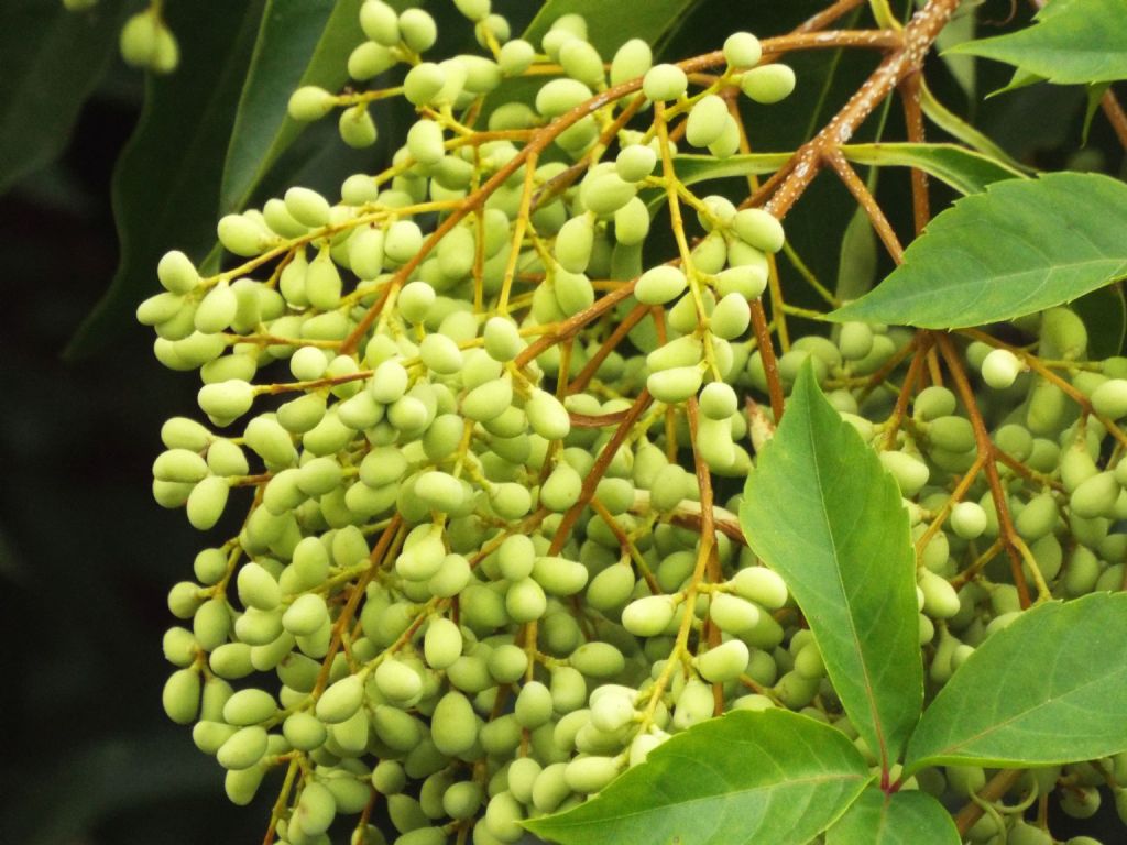 Ligustrum cfr. lucidum (Oleaceae)