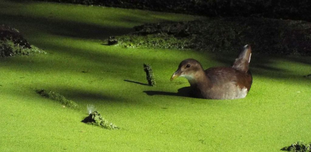 giovane Gallinella d''acqua (Gallinula chloropus)