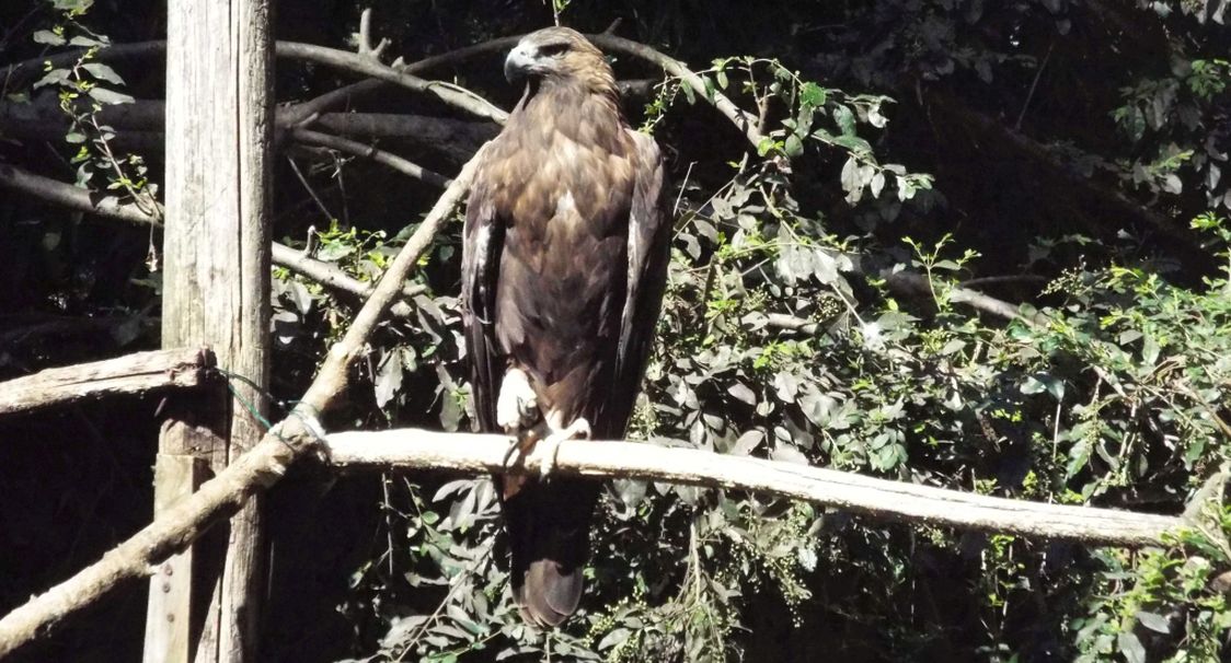 Rapace all''Oasi di Sant''Alessio:  Aquila reale (Aquila chrysaetos)