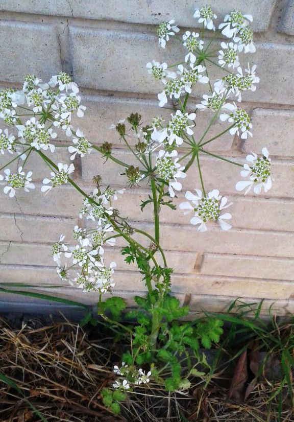 Tordylium apulum  (Apiaceae)