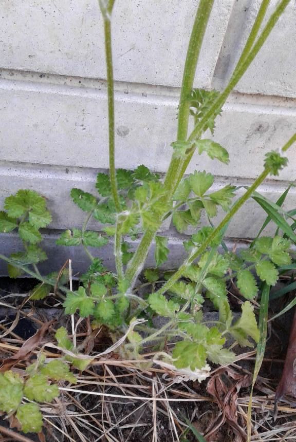 Tordylium apulum  (Apiaceae)