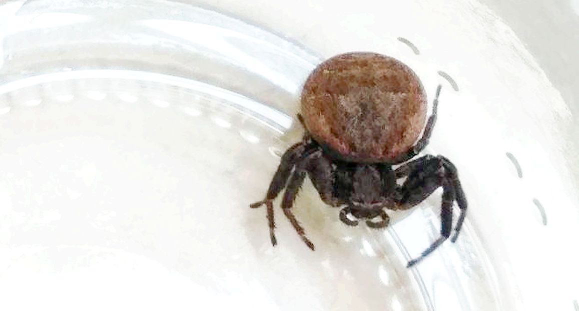 Xysticus sp. - Novara