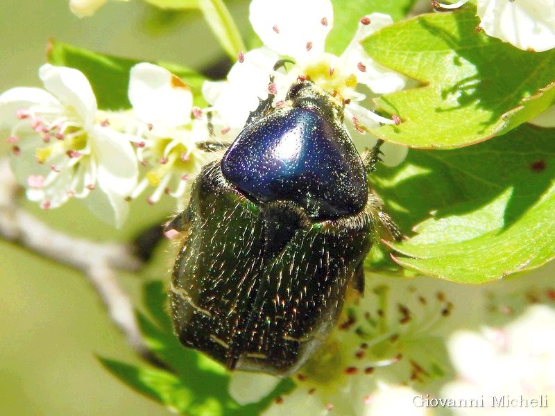 Cetonia aurata pisana