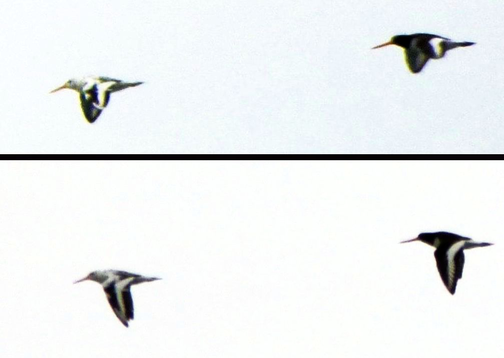 Beccaccia di mare (Haematopus ostralegus) leucistica