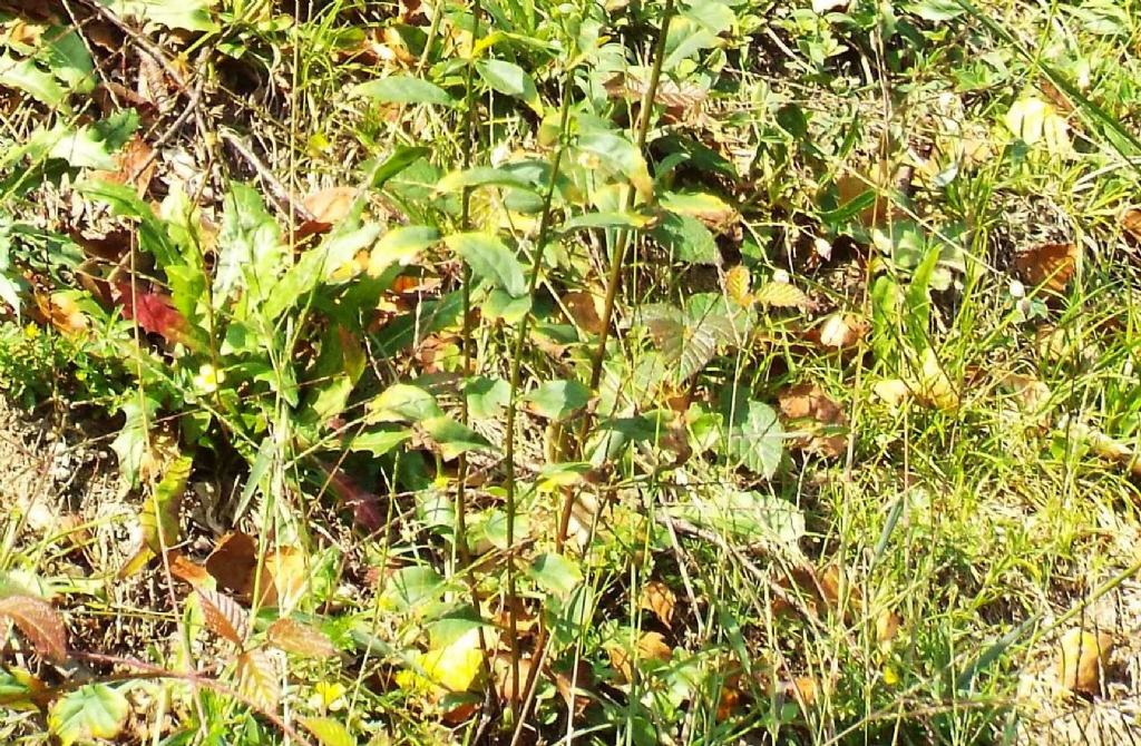 Solidago virgaurea? S !