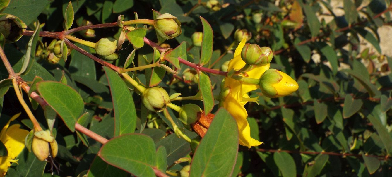 Quale iperico...?  Hypericum patulum