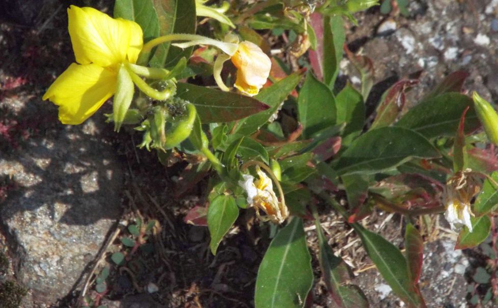 Oenothera biennis ? ... Oenothera sp. (Onagraceae)