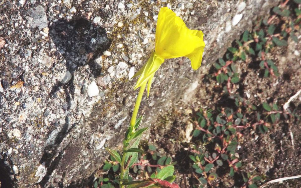 Oenothera biennis ? ... Oenothera sp. (Onagraceae)