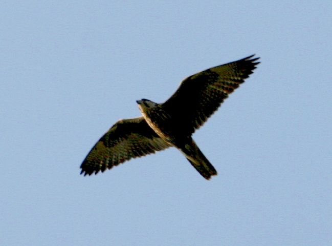 Falco sacro (Falco cherrug)
