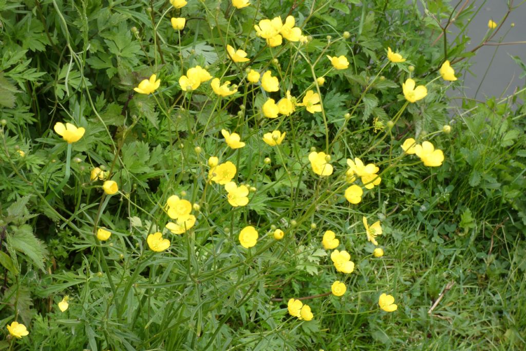 Quale ranuncolo?  Ranunculus acris