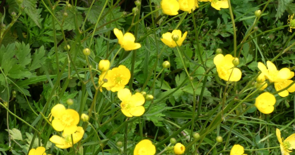 Quale ranuncolo?  Ranunculus acris