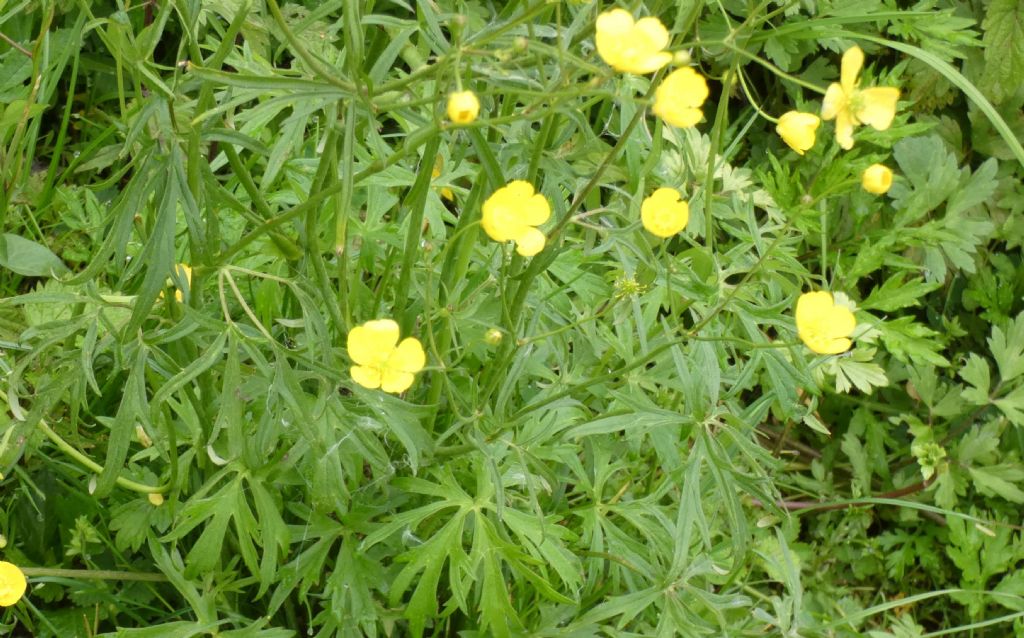 Quale ranuncolo?  Ranunculus acris
