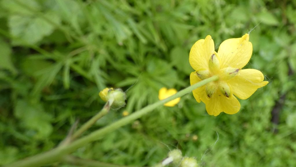 Quale ranuncolo?  Ranunculus acris