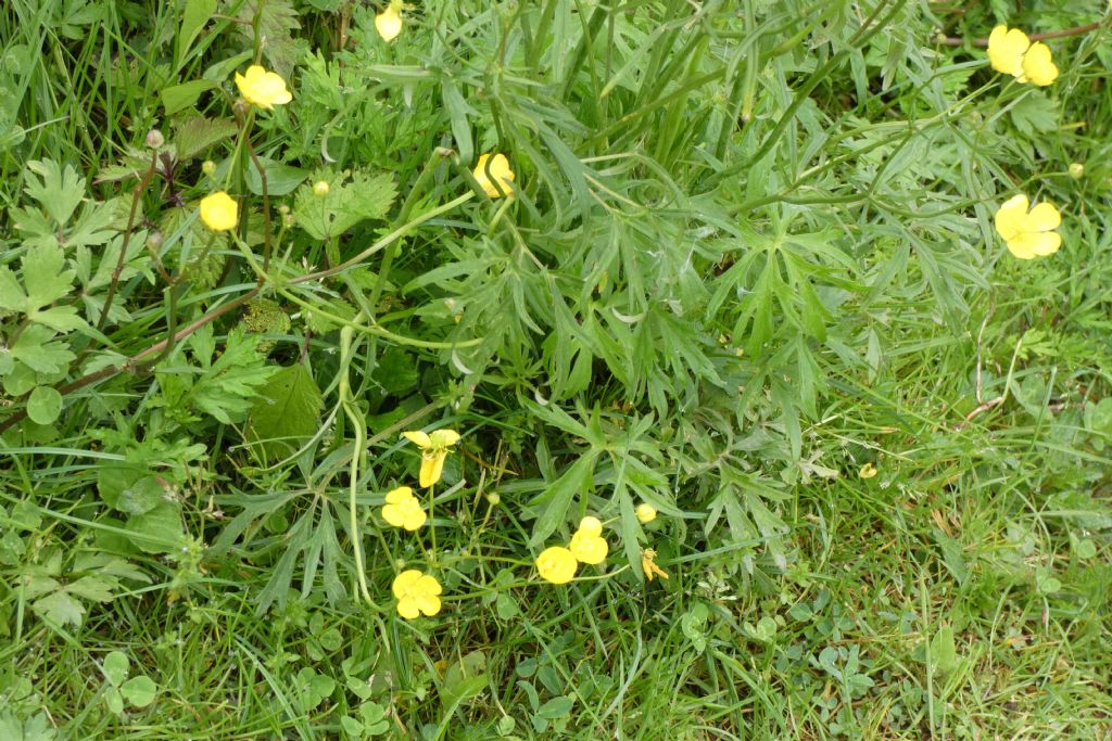 Quale ranuncolo?  Ranunculus acris