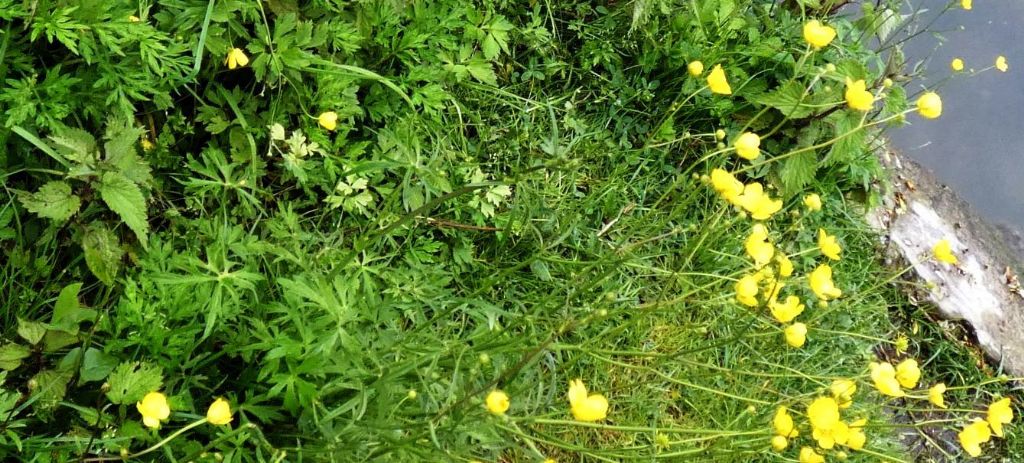 Quale ranuncolo?  Ranunculus acris