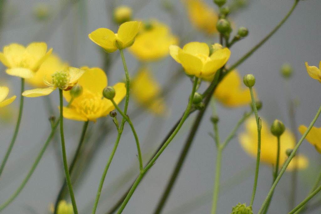 Quale ranuncolo?  Ranunculus acris