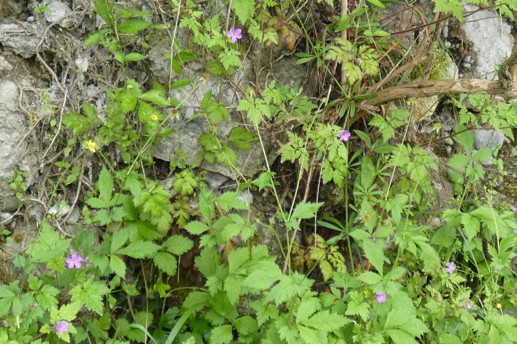 Erodium...? No!  Geranium robertianum