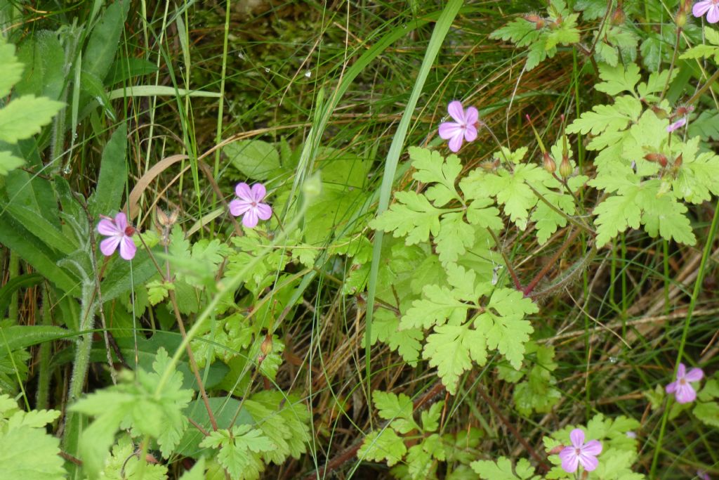 Erodium...? No!  Geranium robertianum