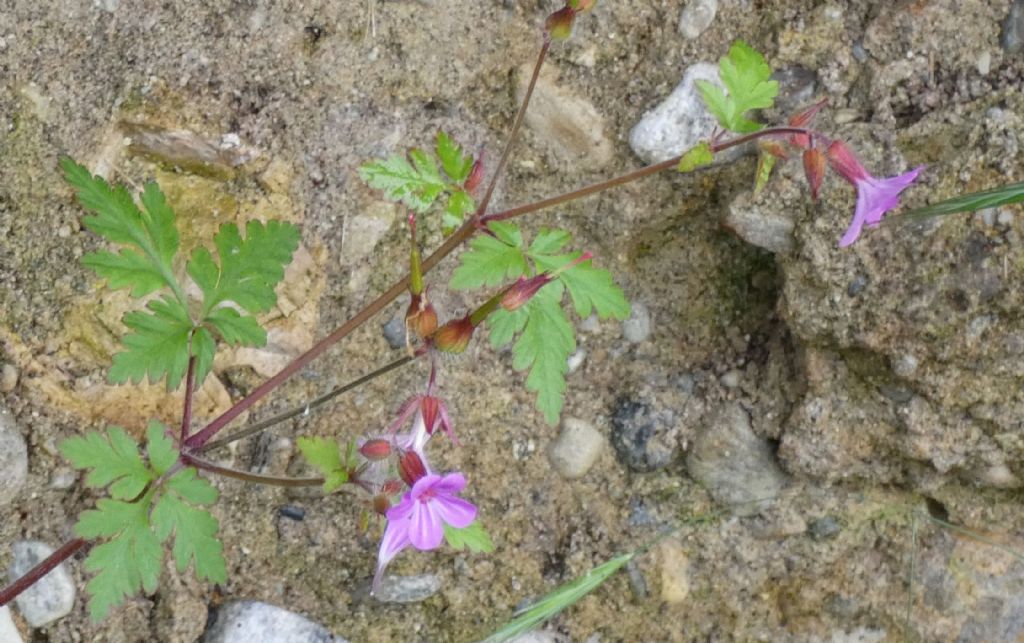 Erodium...? No!  Geranium robertianum