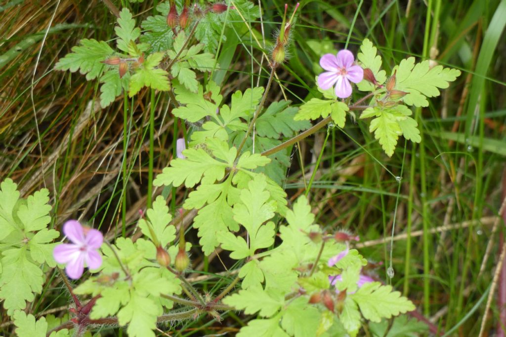 Erodium...? No!  Geranium robertianum