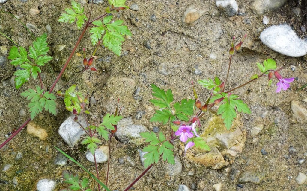 Erodium...? No!  Geranium robertianum