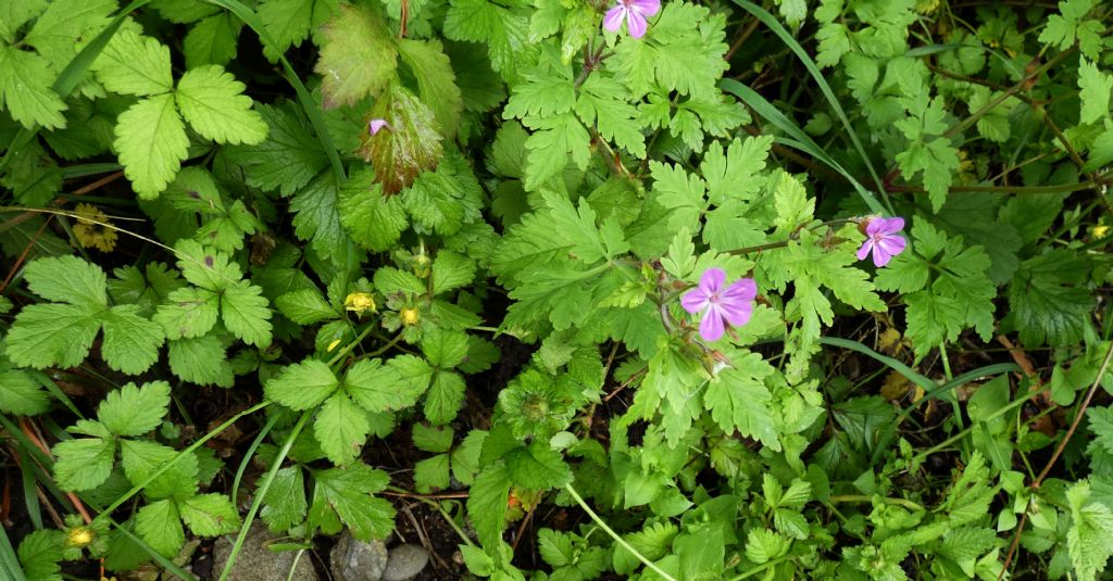 Erodium...? No!  Geranium robertianum