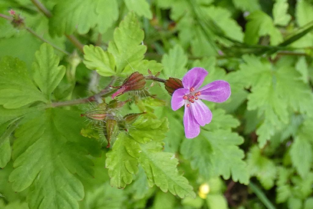 Erodium...? No!  Geranium robertianum