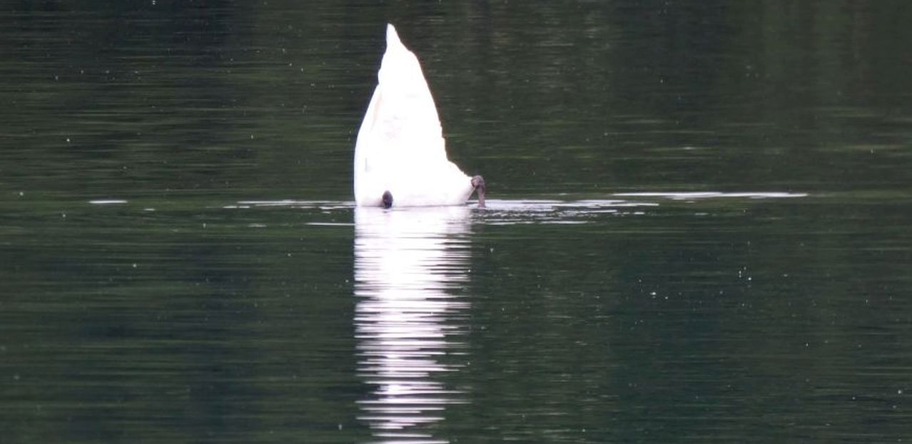 I falchi fanno lo Spirito Santo, e i cigni fanno l''iceberg.
