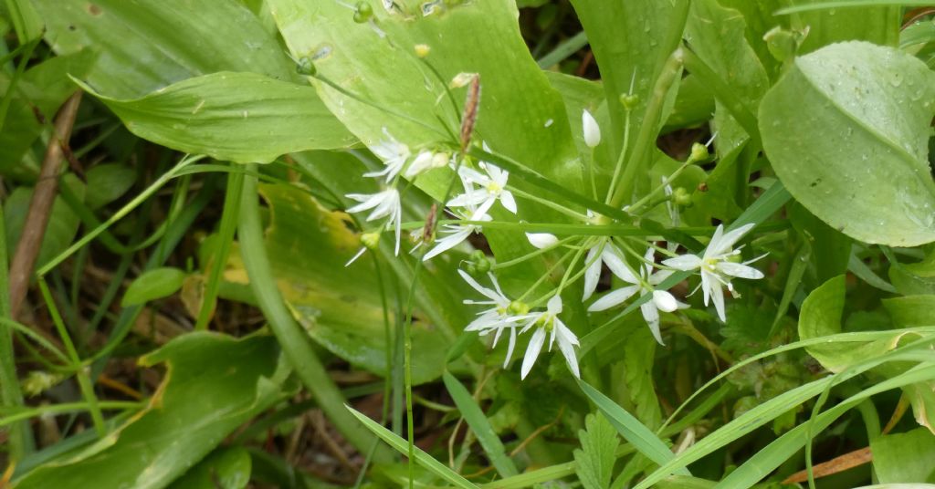 Allium ursinum (Amaryllidaceae)